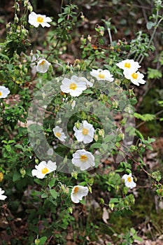 Cistus salvifolius flowers photo