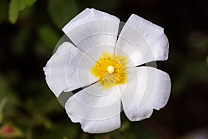 Cistus salvifolius macro background fine art in high quality prints products 50,6 Megapixels