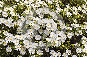 Delicate white flowers of Cistus or Rock Rose. photo