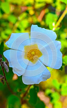 Jaguarzo morisco Cistus salviifolius  Flower photo