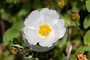 Cistus salviifolius, common names sage-leaved rock-rose, salvia cistus or Gallipoli rose, is a shrub of the family Cistaceae