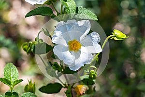 Cistus salviifolius, common names sage-leaved rock-rose, salvia cistus or Gallipoli rose, is a shrub of the family Cistaceae photo