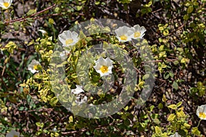 Cistus salviifolius or sage-leaved rock-rose or salvia cistus or Gallipoli rose flowers photo