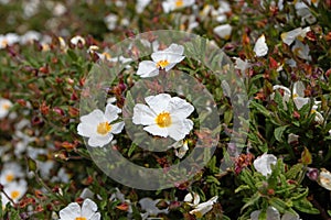 Cistus salviifolius or sage-leaved rock-rose white flowers photo