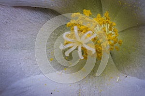 Cistus stamen on a garden macro