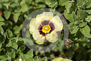 Cistus x halimiocistus wintonensis `Merrist Wood Cream