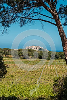 Citadel of Calvi in Balagne region of Corsica