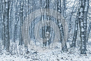 Cited snow on trees in forest