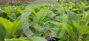 Citereup Bogor Indonesia Agustus 2021 _black turmeric organic farm