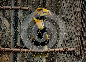 CITES animal,Hornbill bird,Hornbill in a cage photo