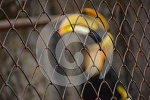 CITES animal,Hornbill bird,Hornbill in a cage photo