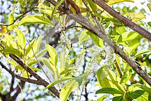 Citharexylum spinosum white flower background or Florida fiddlewood or Spiny fiddlewood or Fiddlewood tree