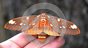 Citheronia regalis, the regal moth or royal walnut moth, is a North American moth in the family Saturniidae photo