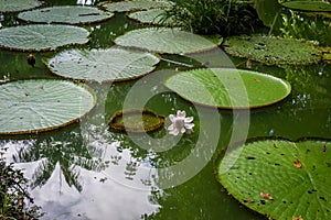 Cities of Brazil - Manaus, Amazonas - City views