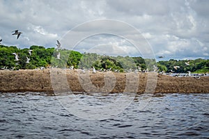 Cities of Brazil - Manaus, Amazonas - City views