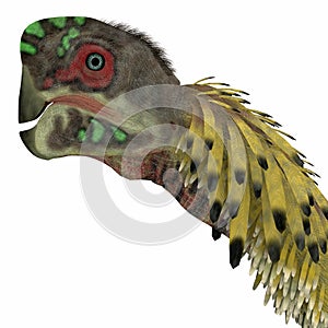 Citipati Dinosaur Head