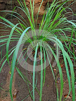 Citratus plant on the garden