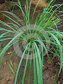 Citratus plant on the garden