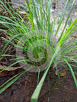 Citratus plant on the garden