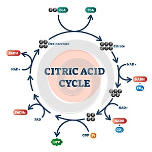 Citric acid cycle diagram, vector illustration molecular scheme