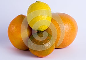 Citric fruits