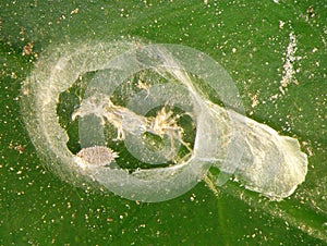 Citriculus mealybug, Pseudococcus cryptus