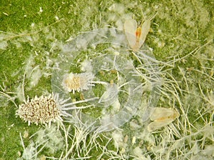 Citrus nesting whitefly and Citriculus mealybug photo