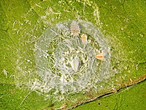 Citrus nesting whitefly and Citriculus mealybug photo