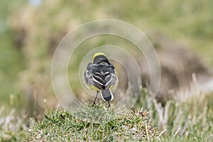 Citrine wagtail