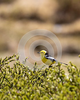 citrine wagtail on beautiful green perch