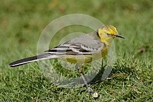 Citrine Wagtail male in Arabia