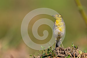 Citrine wagtail Motacilla citreola