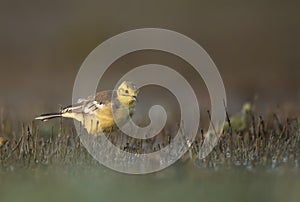 Citrine wagtail in serach of food in wetland