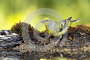 Citroenkanarie, Citril Finch, Serinus citrinella