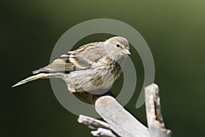 Citroenkanarie, Citril Finch, Serinus citrinella