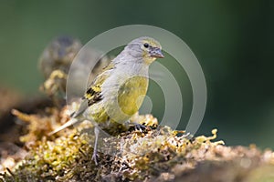 Citroenkanarie, Citril Finch, Serinus citrinella