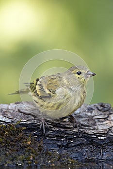 Citroenkanarie, Citril Finch, Serinus citrinella