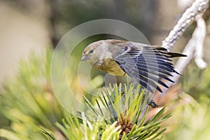 Citroenkanarie, Citril Finch, Serinus citrinella