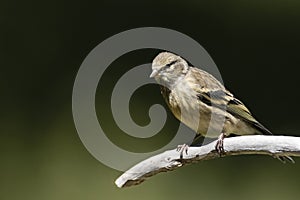 Citroenkanarie, Citril Finch, Serinus citrinella