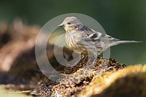 Citroenkanarie, Citril Finch, Serinus citrinella