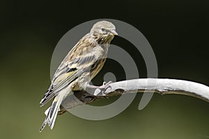 Citroenkanarie, Citril Finch, Serinus citrinella