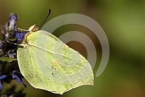 Citroenvlinder, Brimstone, Gonepteryx rhamni