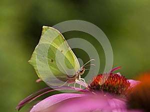 Citroenvlinder, Brimstone, Gonepteryx rhamni