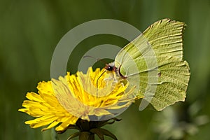 Citroenvlinder, Brimstone, Gonepteryx rhamni