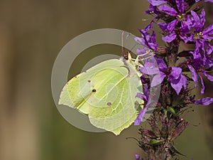 Citroenvlinder, Brimstone, Gonepteryx rhamni