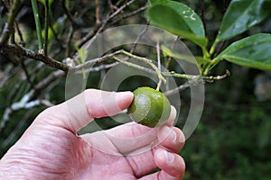 Citrofortunella microcarpa