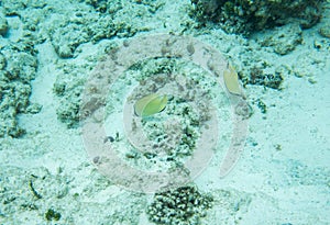 Citron Butterflyfish on the Ocean Floor
