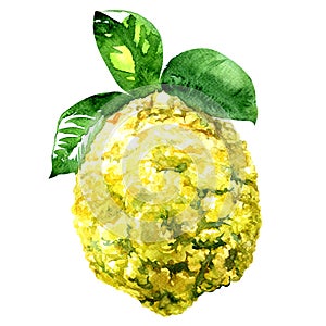 Citron, Citrus medica isolated watercolor illustration on white
