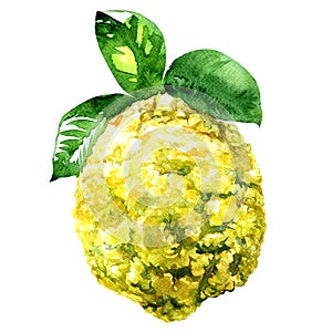 Citron, Citrus medica isolated watercolor illustration on white photo