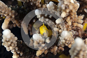 Citron coral goby